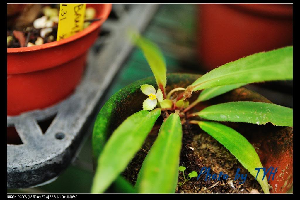 B. attenuata